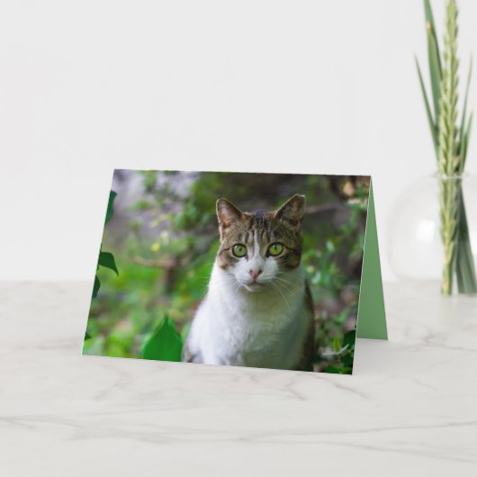 wenskaart van tuinkatten kaart (Voorkant)