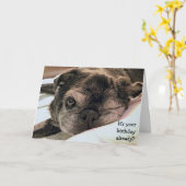 Wenskaart: Verjaardag al? Kaart (Gele Bloem)