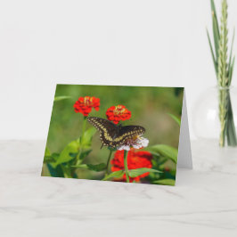 Wenskaart - Vlinder in de tuin in Stowe Kaart
