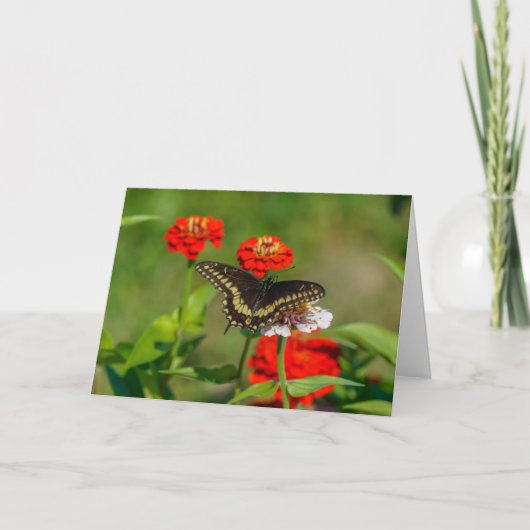 Wenskaart - Vlinder in de tuin in Stowe Kaart (Voorkant)