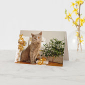 wenskaart voor kerstkatten kaart (Gele Bloem)