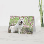 Wenskaart - White Akita Kaart (Voorkant)
