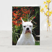 Wenskaart Witte boxer Kaart (Gele Bloem)