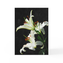 Wenskaart Witte Lilies