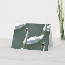 Wenskaart - Zwanen in kleur Kaart