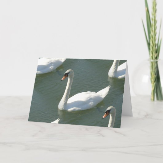 Wenskaart - Zwanen in kleur Kaart (Voorkant)
