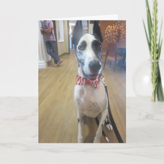 Wenskaarten door Bulldozer de Hond van de Therapie Kaart (Voorkant)