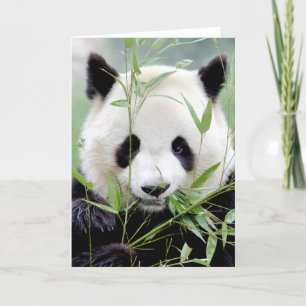 Wenskaarten Foto reuzenpanda. Panda geant. Kaart