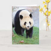 Wenskaarten Foto reuzenpanda. Panda geant. Kaart (Gele Bloem)