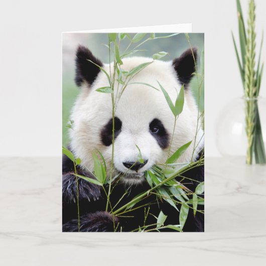 Wenskaarten Foto reuzenpanda. Panda reus. Kaart (Voorkant)