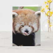 Wenskaarten Foto rode panda. Panda roux. Kaart (Gele Bloem)