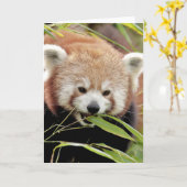 Wenskaarten Foto rode panda. Panda roux. Kaart (Gele Bloem)