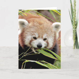 Wenskaarten Foto rode panda. Panda roux. Kaart