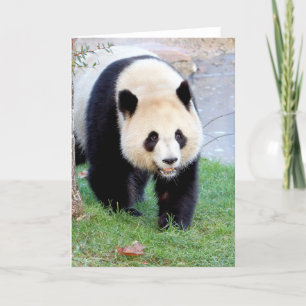 Wenskaarten Fotogigant panda. Panda-wedstrijd. Kaart