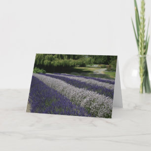 Wenskaarten: Paarse en witte lavendel Kaart