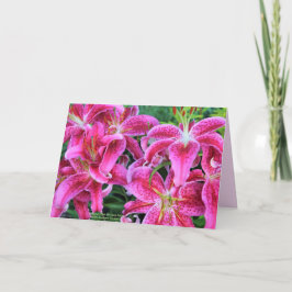 Wenskaarten van Stargazer Pink Oriental Lilies Kaart