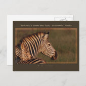 wenskaarten van zebra en baby safari briefkaart (Voorkant / Achterkant)