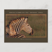 wenskaarten van zebra en baby safari briefkaart (Voorkant)