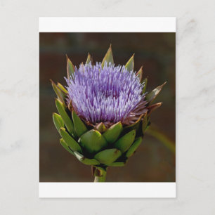 Wereldbol Artichoke, Cynara Cardunculus, in bloem. Briefkaart