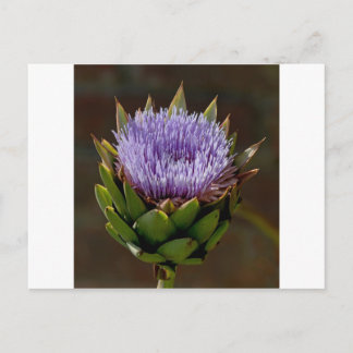 Wereldbol Artichoke, Cynara Cardunculus, in bloem. Briefkaart
