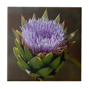 Wereldbol Artichoke, Cynara Cardunculus, in bloem. Tegeltje