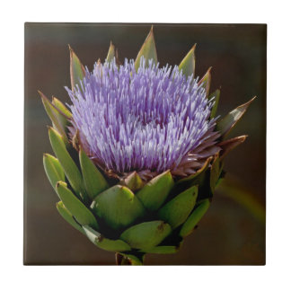 Wereldbol Artichoke, Cynara Cardunculus, in bloem. Tegeltje