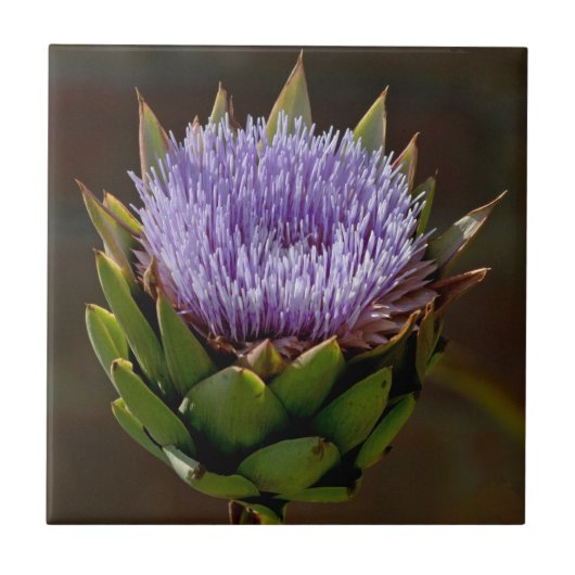 Wereldbol Artichoke, Cynara Cardunculus, in bloem. Tegeltje (Voorkant)