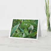 Wereldbol Artichoke Thistle Plant Kaart (Voorkant)