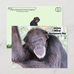 Werelddag van de chimpansee - 14 juli briefkaart