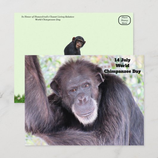 Werelddag van de chimpansee - 14 juli briefkaart (Voorkant / Achterkant)