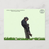 Werelddag van de chimpansee - 14 juli briefkaart (Achterkant)