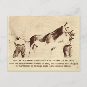 Wereldoorlog I, witte paarden schilderd zwart Briefkaart