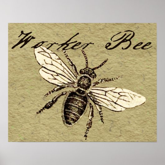 Werkbij Insect Illustratie Poster (Voorkant)