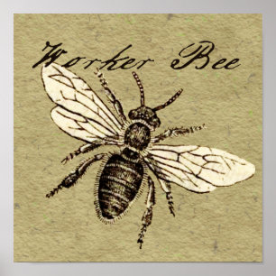Werkbij Insect Illustratie Poster