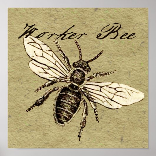Werkbij Insect Illustratie Poster (Voorkant)