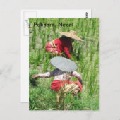 Werken in de rijstpadie briefkaart (Voorkant / Achterkant)