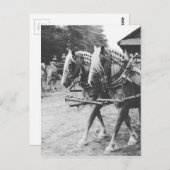 Werken met conceptpaarden in zwart-wit briefkaart (Voorkant / Achterkant)