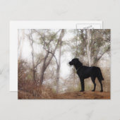 Werken met Dog Scooby op Work Conservation Canines Briefkaart (Voorkant / Achterkant)