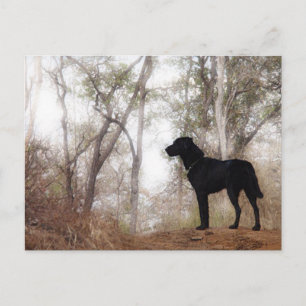 Werken met Dog Scooby op Work Conservation Canines Briefkaart