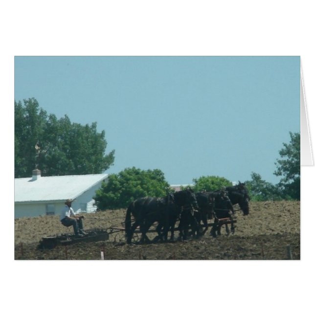 Werkkerpaarden (Voorkant Horizontaal)
