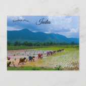 Werknemers in een rijstpadie in Odisha India Briefkaart (Voorkant)