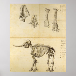 Werkset van de Mastodon Poster