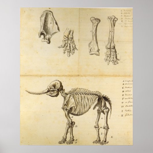 Werkset van de Mastodon Poster (Voorkant)