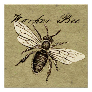  Werkster Bijen Insect Illustratie Antiek Poster