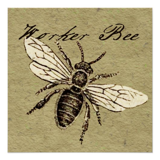 Werkster Bijen Insect Illustratie Antiek Poster (Voorkant)
