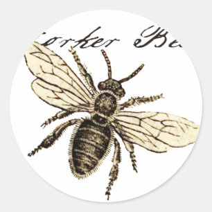 Werkster Bijen Insect Illustratie Antiek Ronde Sticker