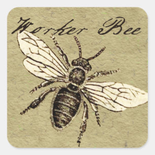  Werkster Bijen Insect Illustratie Antiek Vierkante Sticker