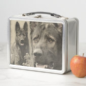 Werkzame Duitse Shepherd Dog - GSD (In situ)