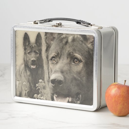 Werkzame Duitse Shepherd Dog - GSD (In situ)