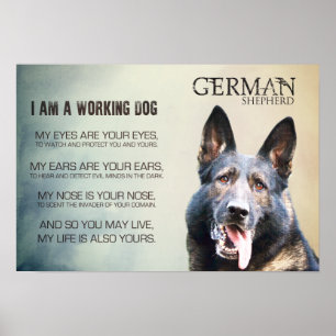 Werkzame Duitse Shepherd Dog - GSD Poster